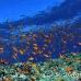 anthias_bro_l_n_h_0112_egy0548.jpg